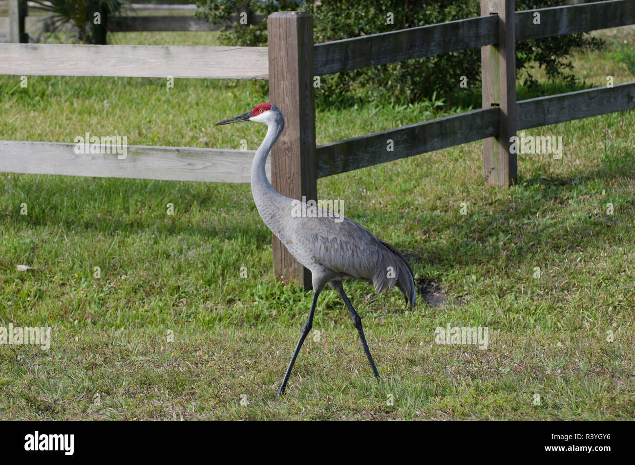 USA, Florida, Venice, Audubon Rookery, Sandhill Crane Stock Photo