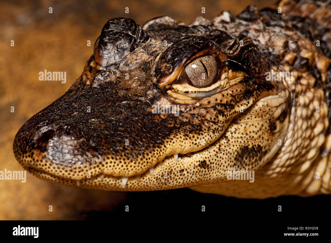 USA, Florida. Juvenile American alligator close-up. Stock Photo