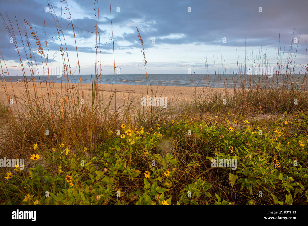 Dune sunflowers and sea oats along Sanibel Island beach in Florida, USA Stock Photo