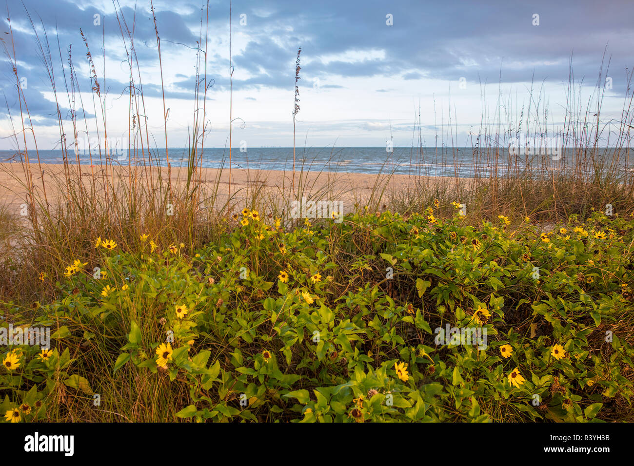 Dune sunflowers and sea oats along Sanibel Island beach in Florida, USA Stock Photo