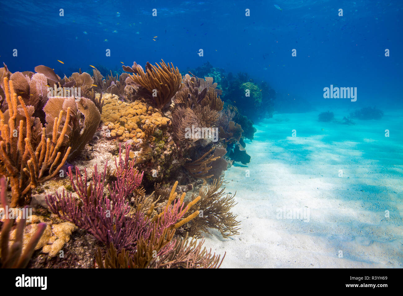 Looe key reef hires stock photography and images Alamy