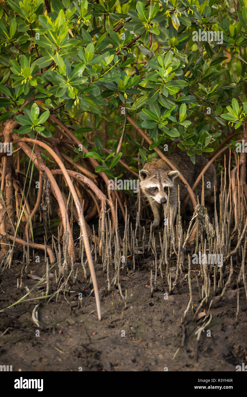 Tampa Bay Estuary Program High Resolution Stock Photography And Images Alamy