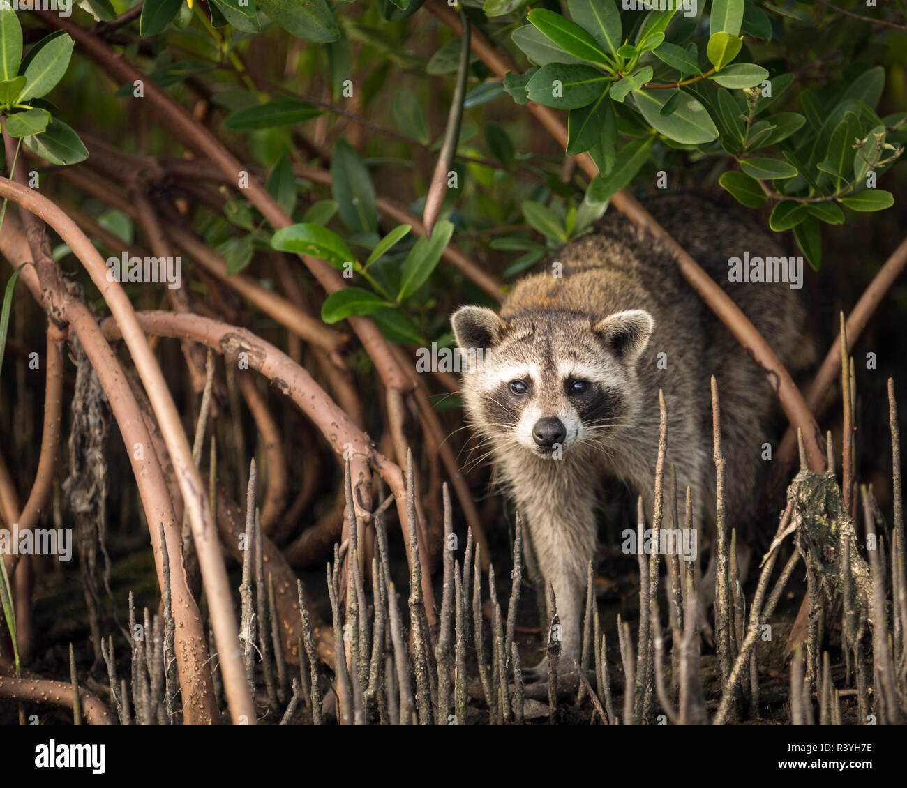 Raccoon searching for food in the mangrove roots along Tampa Bay, Florida  Stock Photo - Alamy