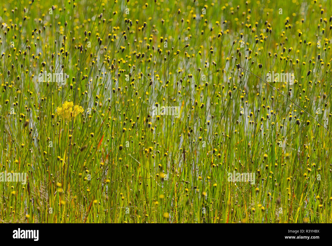 Tall Milkwort, Polygala cymosa, among the Yellow-eyed grass, Xyris fimbriata in a freshwater marsh, Half Moon Wildlife Management Area, Florida, USA Stock Photo