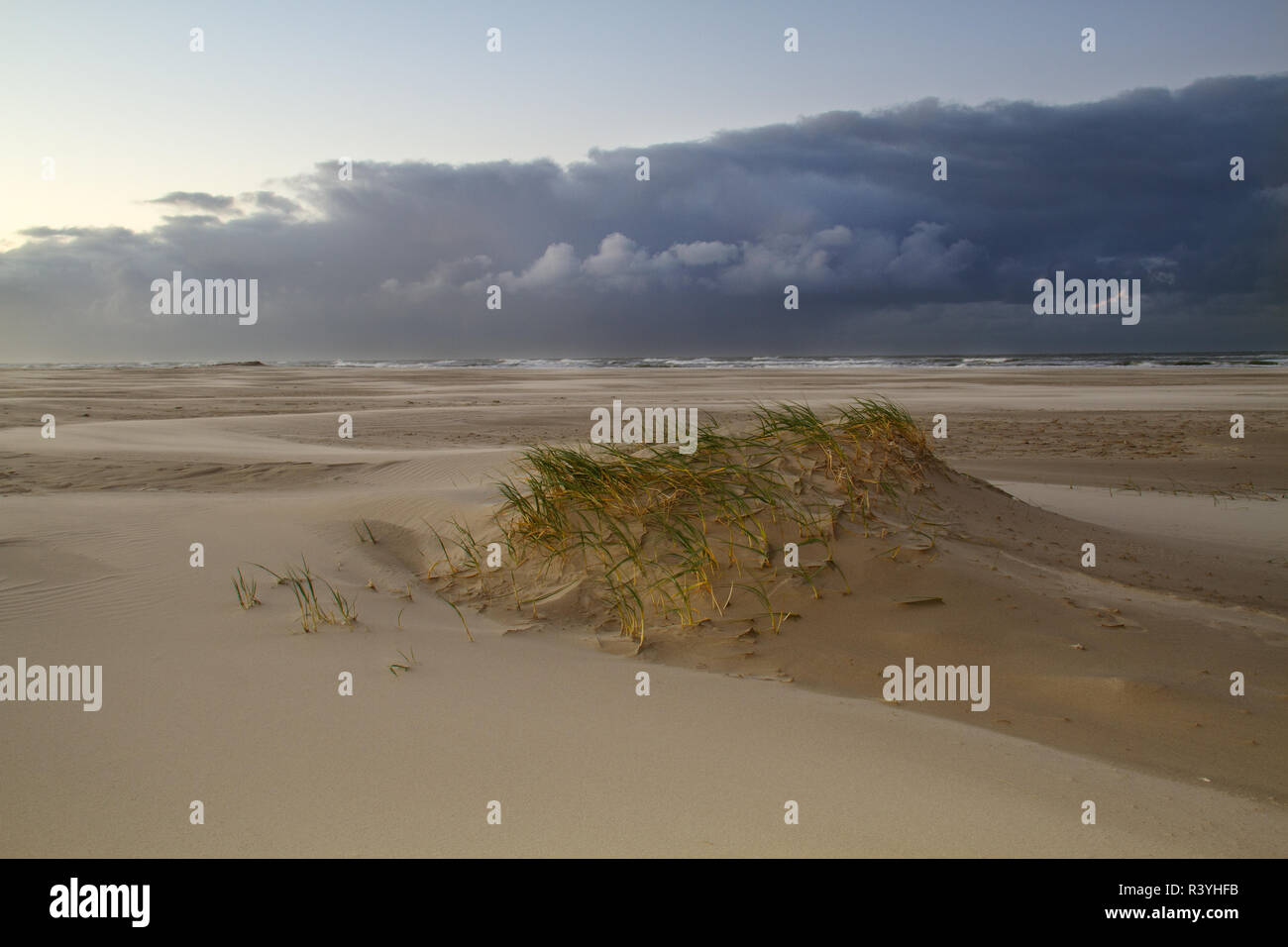 Embryo dune development: Sand couch grass on a very small dune on a stormy beach Stock Photo