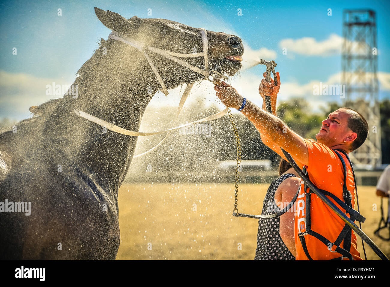Horse handler cooling off horse after racing with water and spray Stock