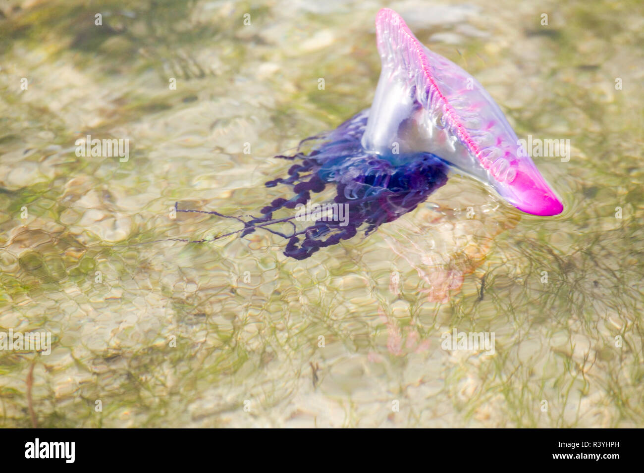 Portuguese Man o' War Jellyfish (Pgysalia physalis) Florida Bay ...