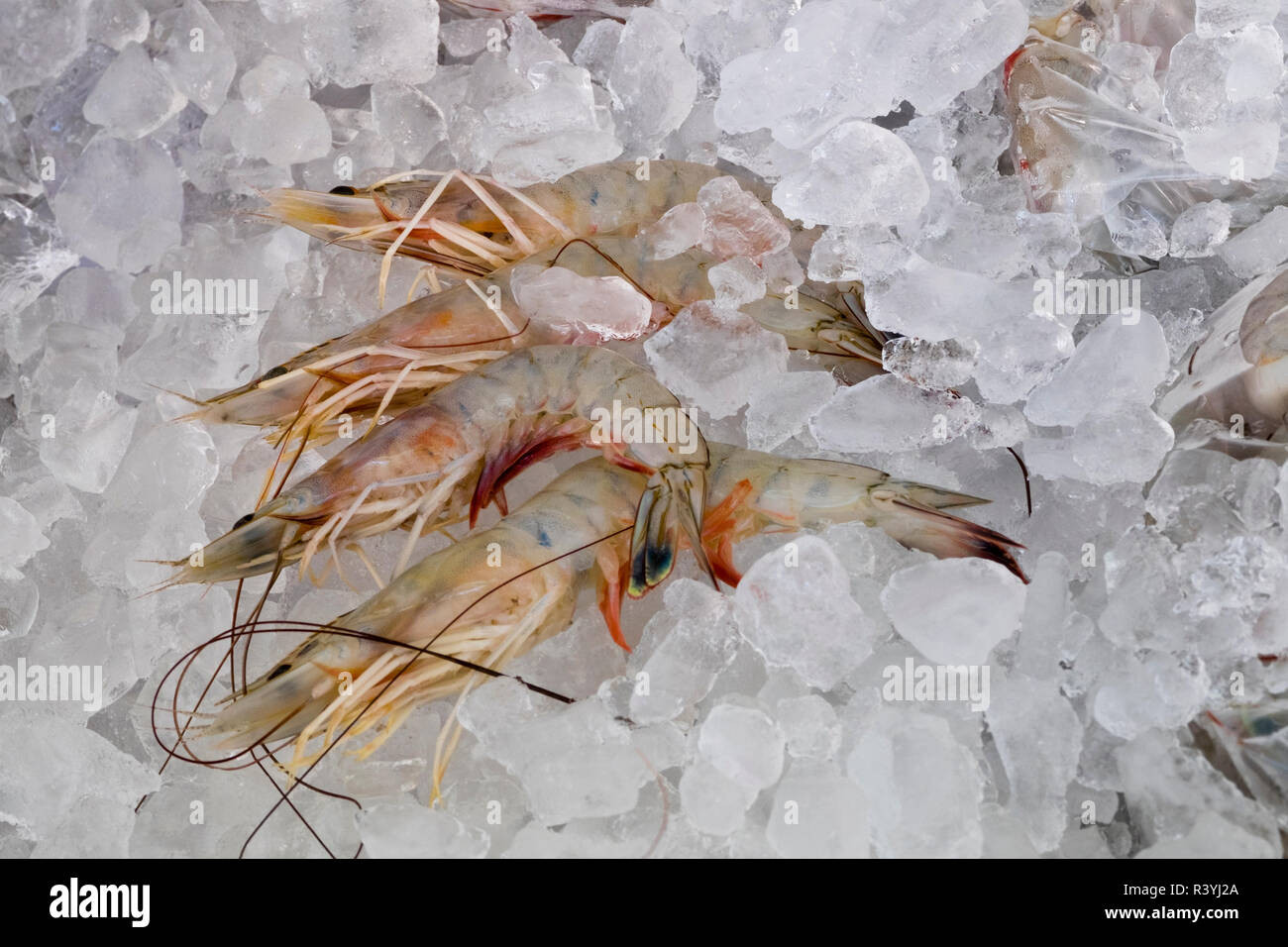 Usa, Savannah, wild Shrimp on ice Stock Photo Alamy