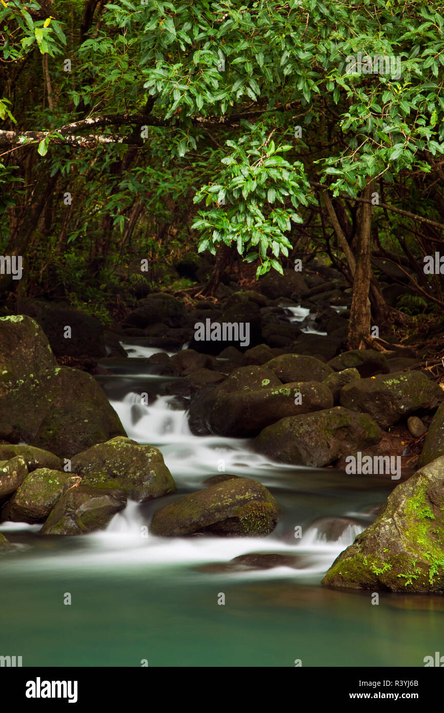 Rainforest in hawaii hi-res stock photography and images - Alamy