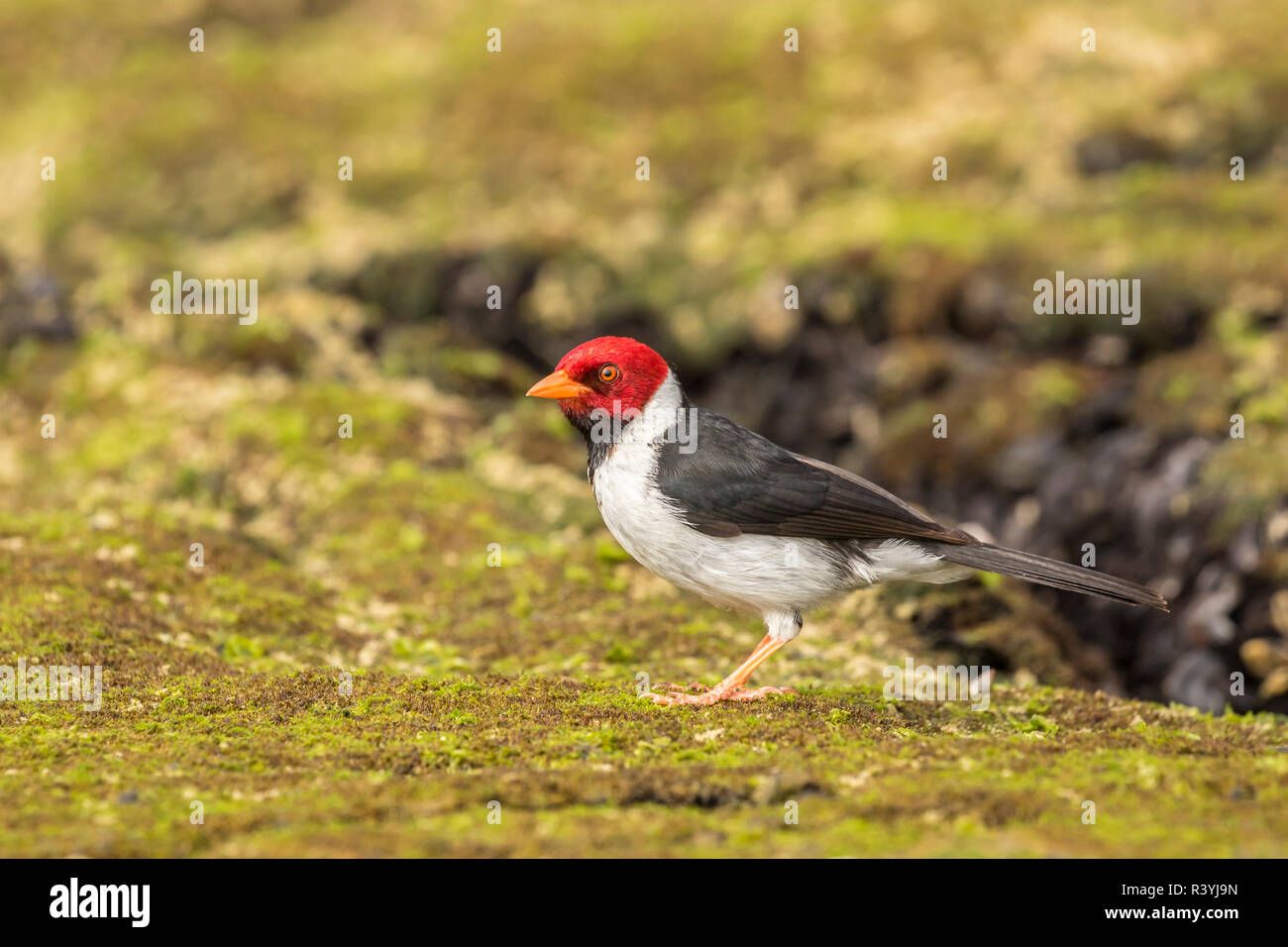 USA, Hawaii, Honokohau Bay. Yellowbilled cardinal closeup Stock Photo