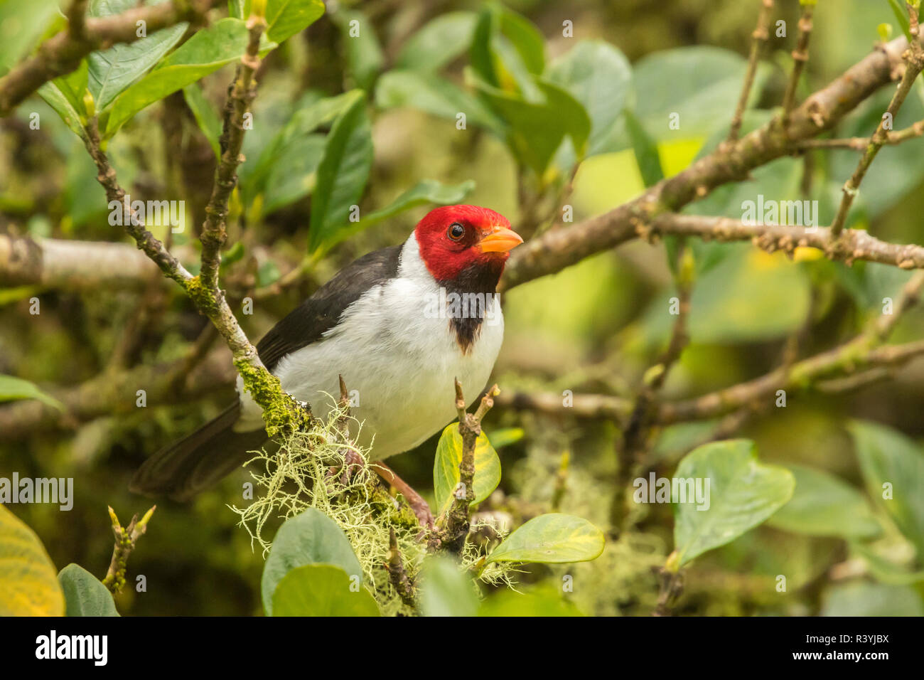 USA, Hawaii, Honokohau Bay. Yellowbilled cardinal closeup Stock Photo
