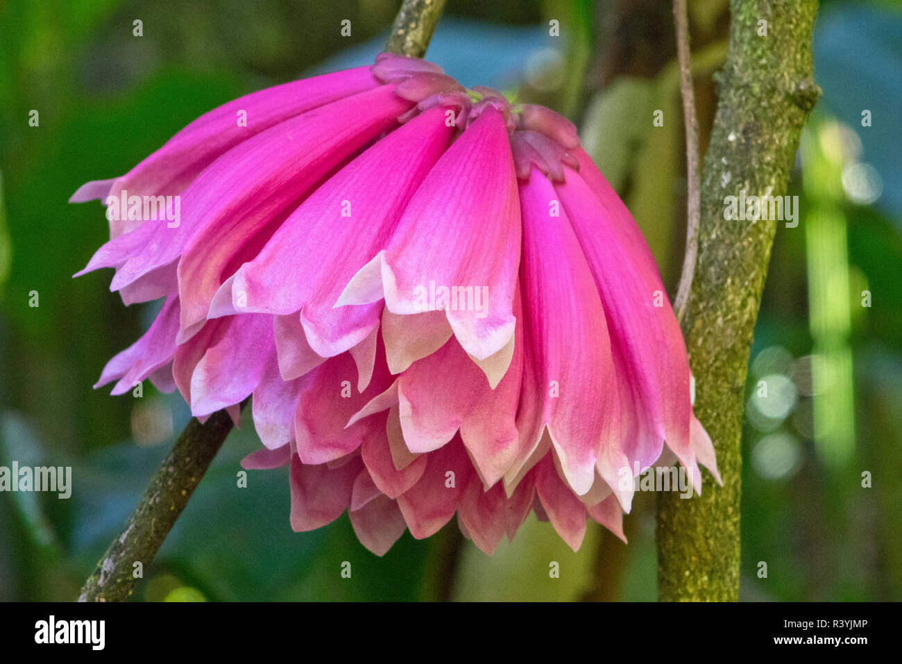 Tropical flower in Hawaii Botanical Garden, Big Island, Hawaii Stock