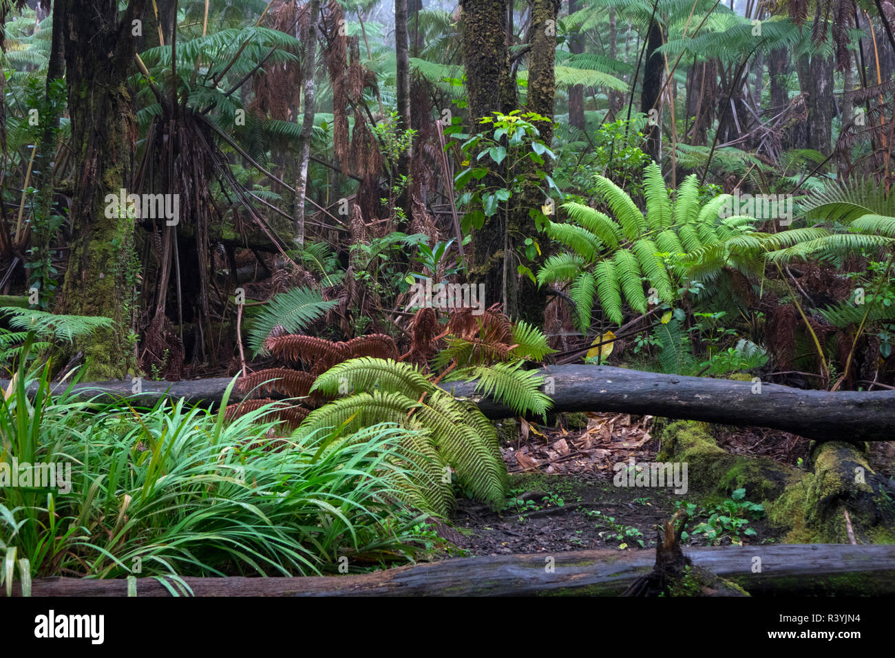 Jungle foliage, Big Island, Hawaii Stock Photo Alamy