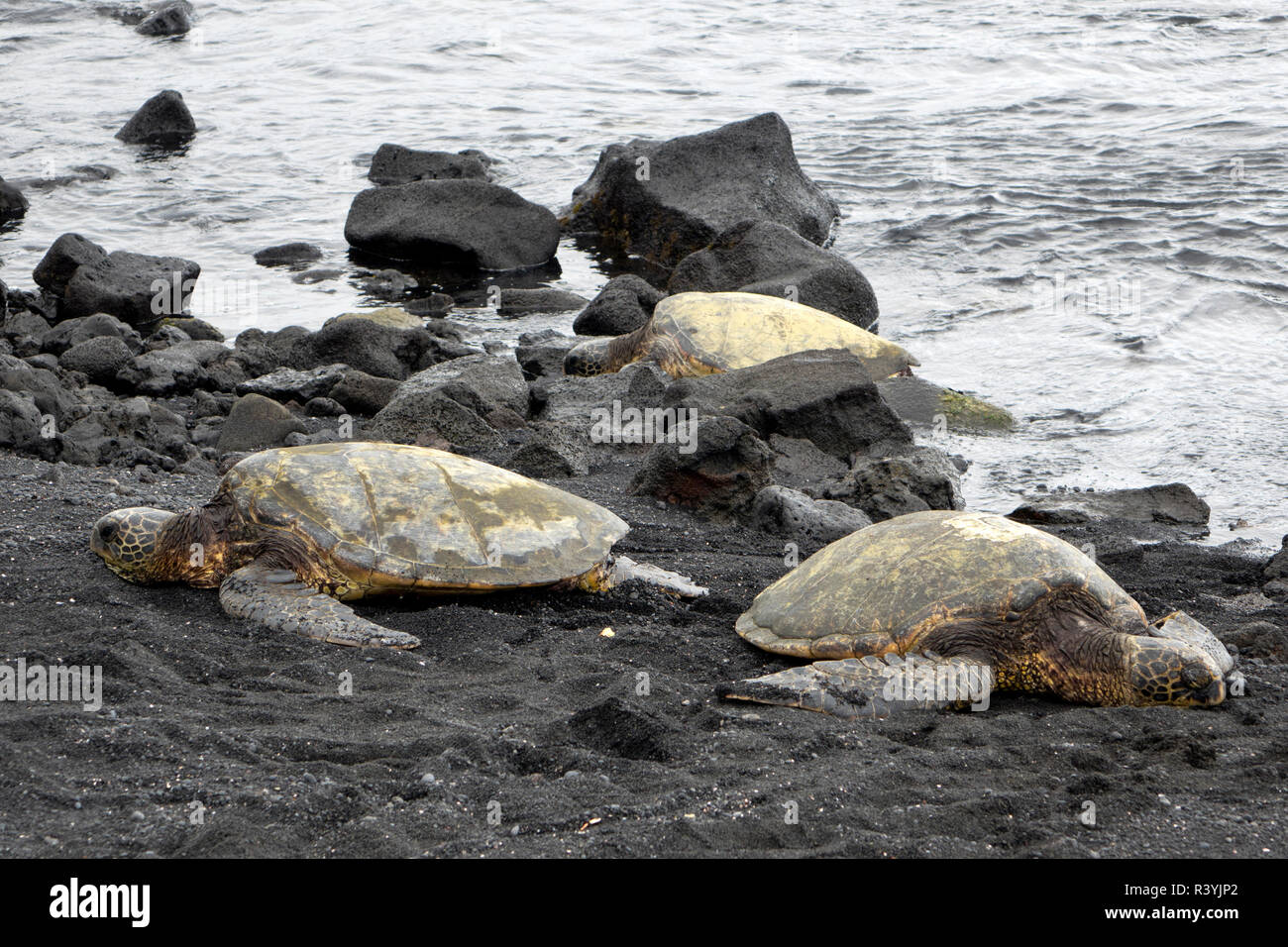 Ridleys Sea Turtles on black sand beach, Big Island, Hawaii Stock Photo