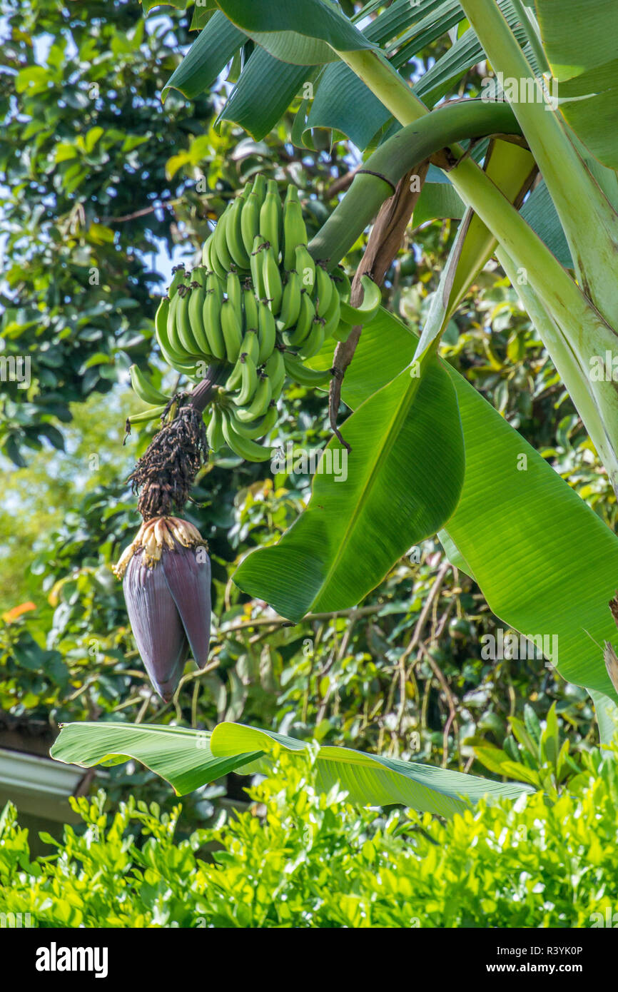 Hanalei, Hawaii, Kauai, green banana on tree Stock Photo