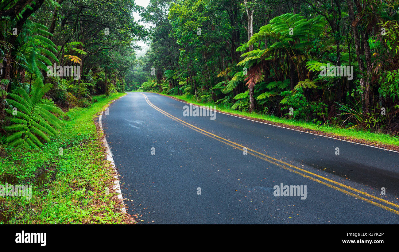 Park road through the fern forest, Hawaii Volcanoes National Park