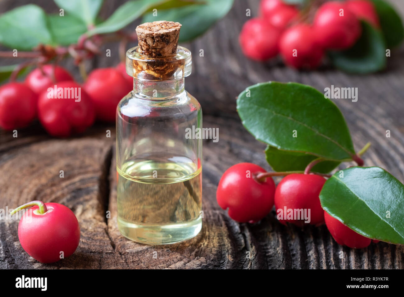 A bottle of wintergreen essential oil with fresh Gaultheria procumbens