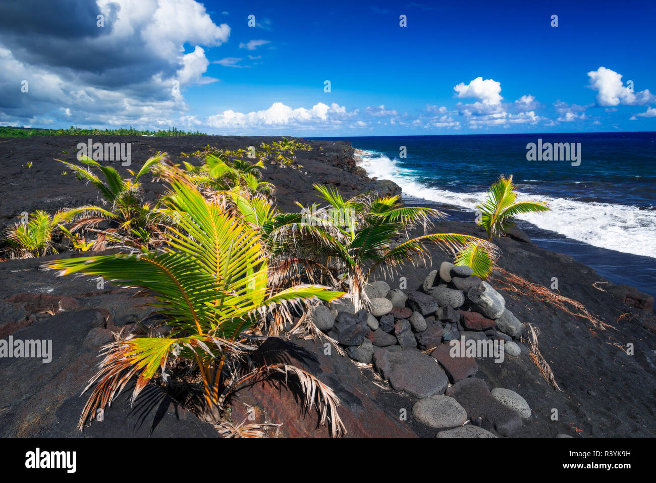 Young coconut palms at the new Kaimu black sand beach, Kalapana, Big