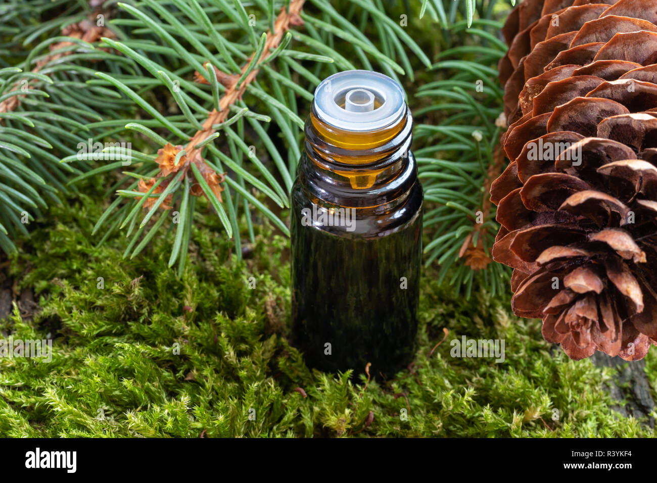 A bottle of essential oil on moss with fresh spruce branches and cones Stock Photo