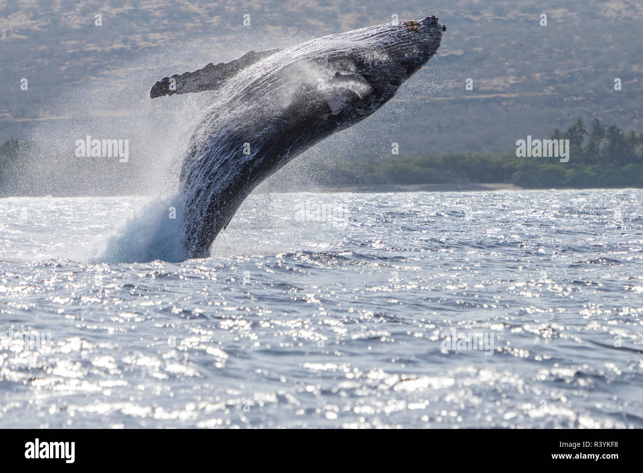 Humpback whale breaching hawaii hi-res stock photography and images - Alamy