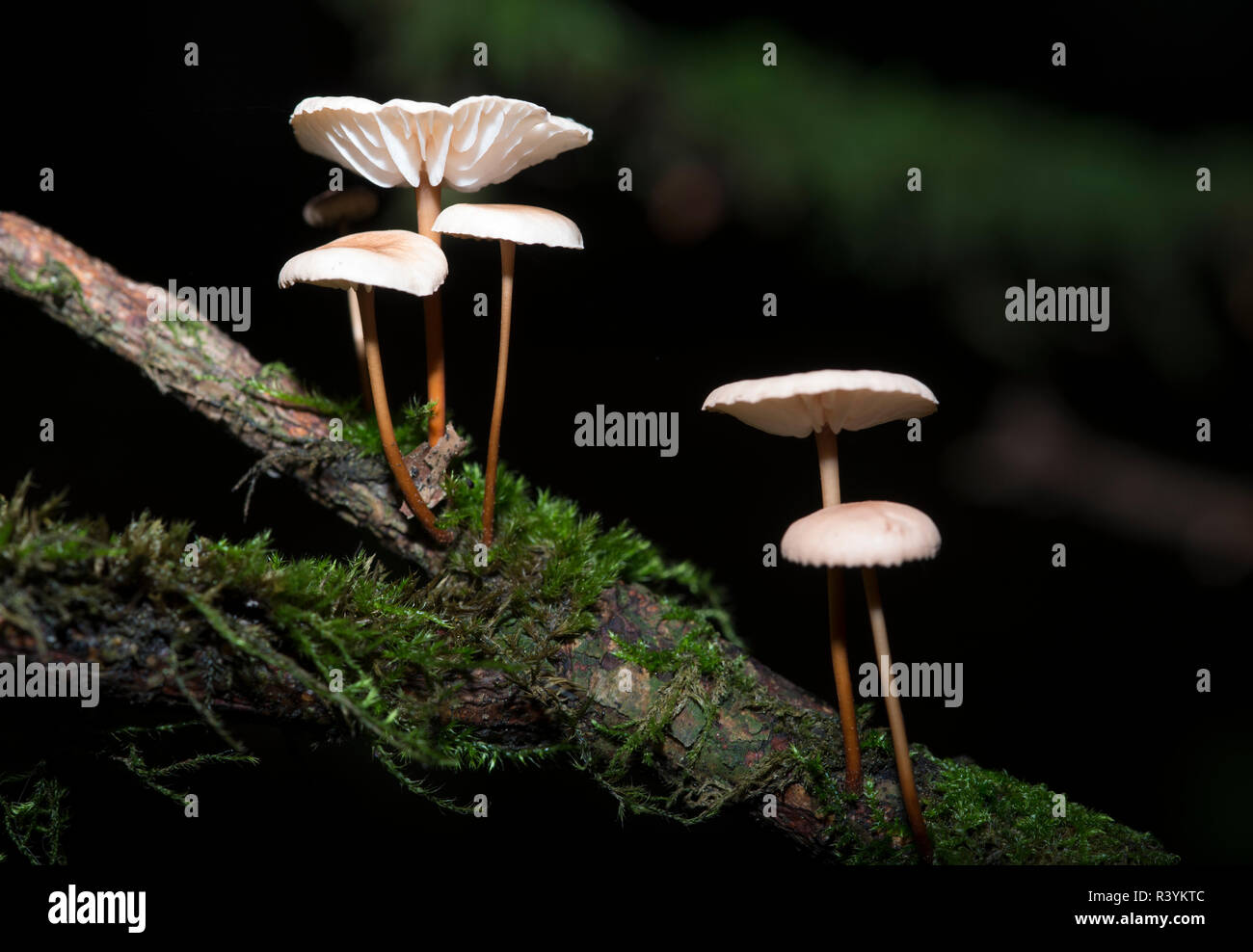 a mysterious-looking group of mushrooms on a mossy branch Stock Photo
