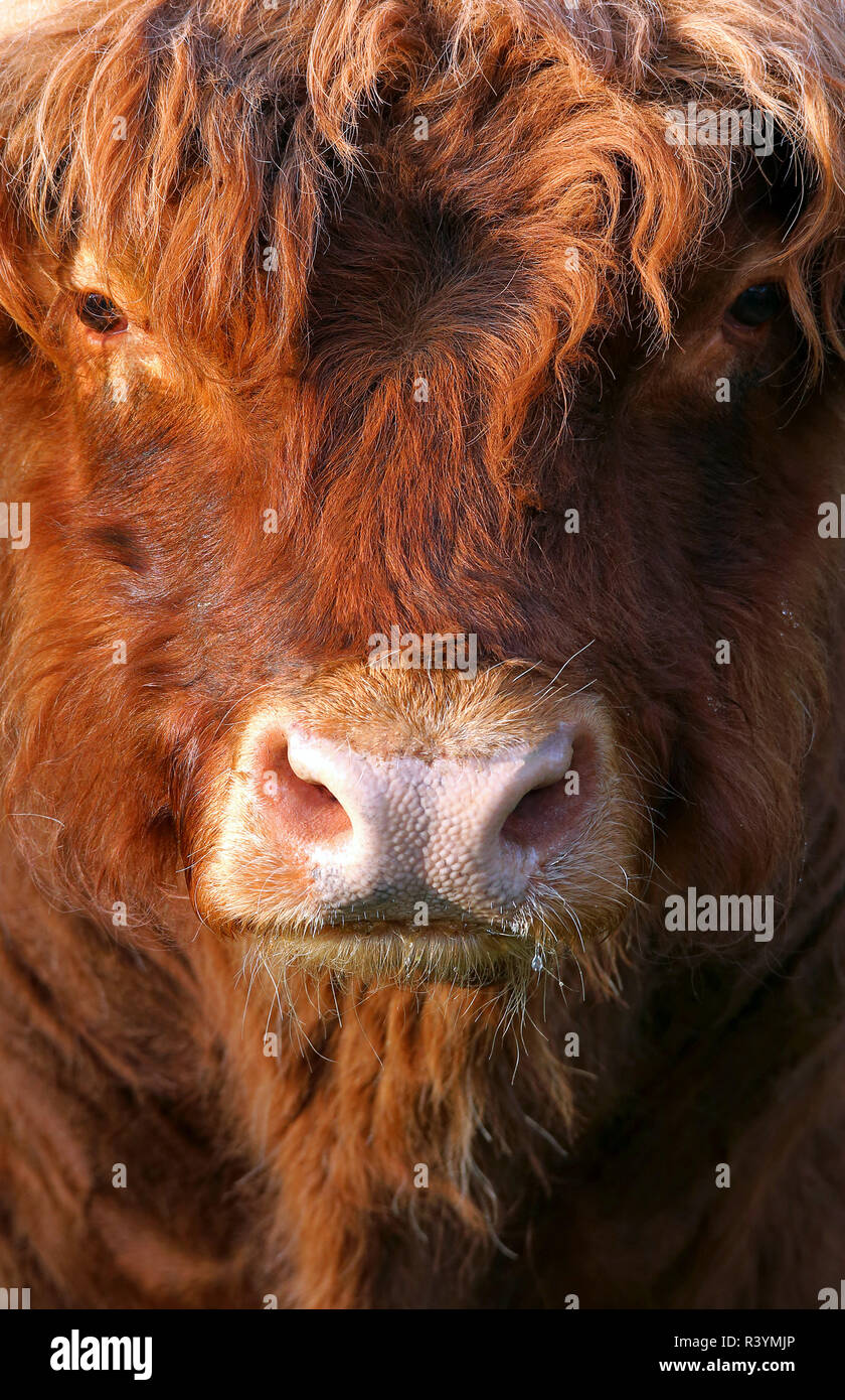 close-up scottish highland cattle Stock Photo