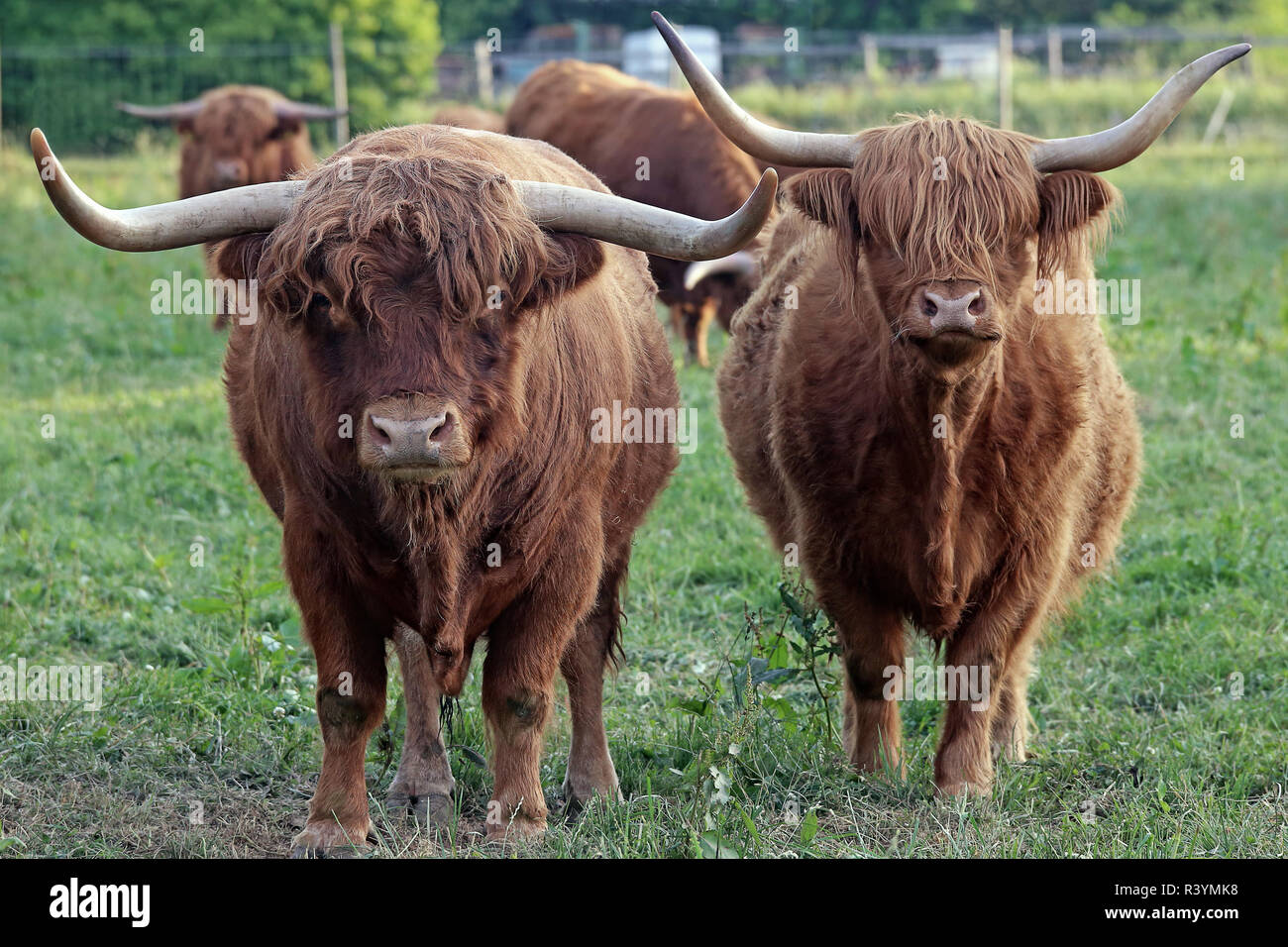 a male and female scottish highland cattle Stock Photo