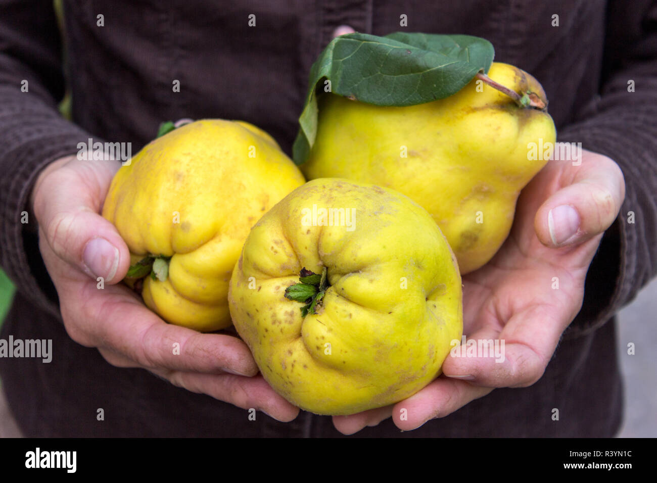 Pears quinces hires stock photography and images Alamy