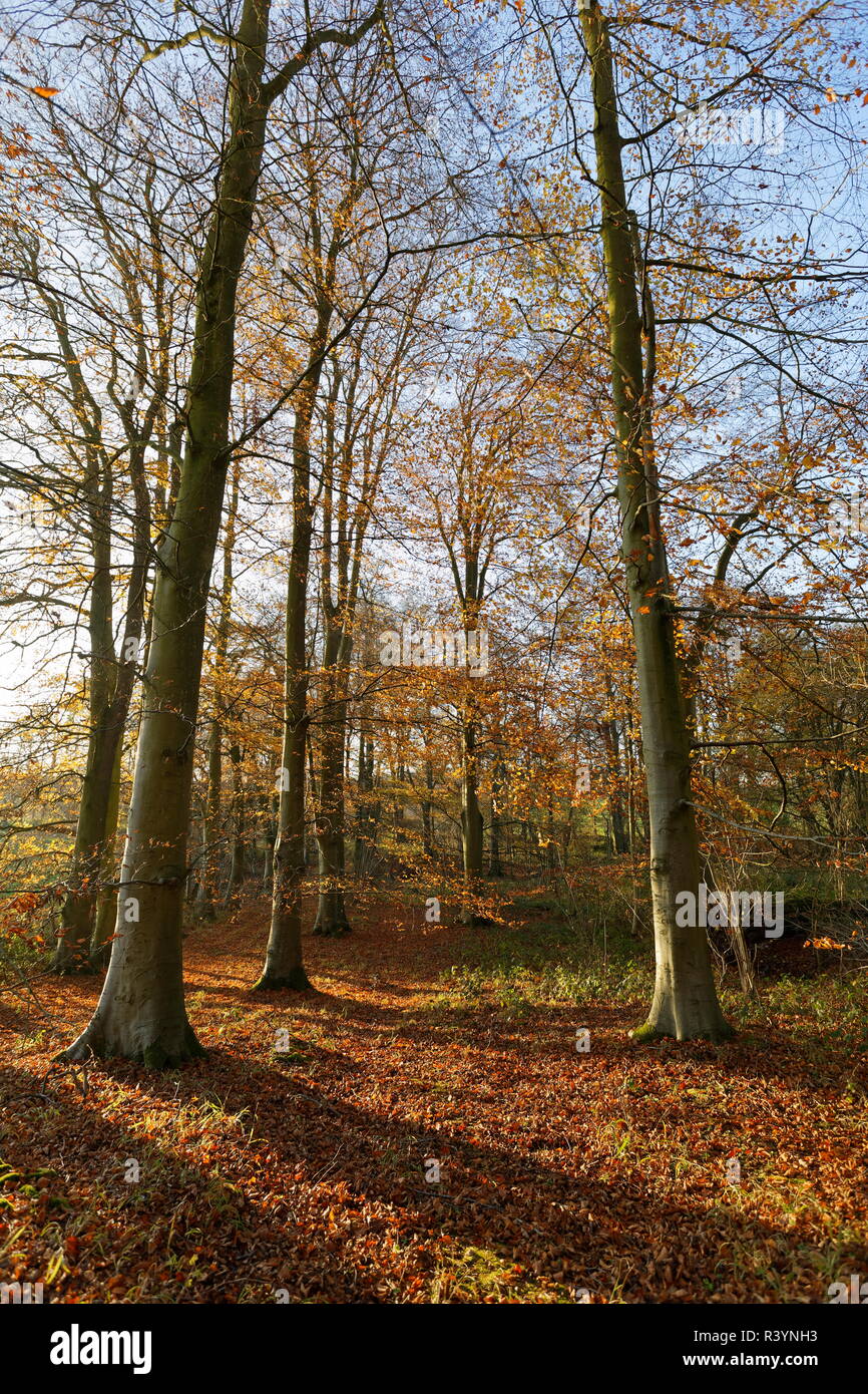 late-autumn-golden-colour-with-beech-trees-leading-to-cranbourne-wood