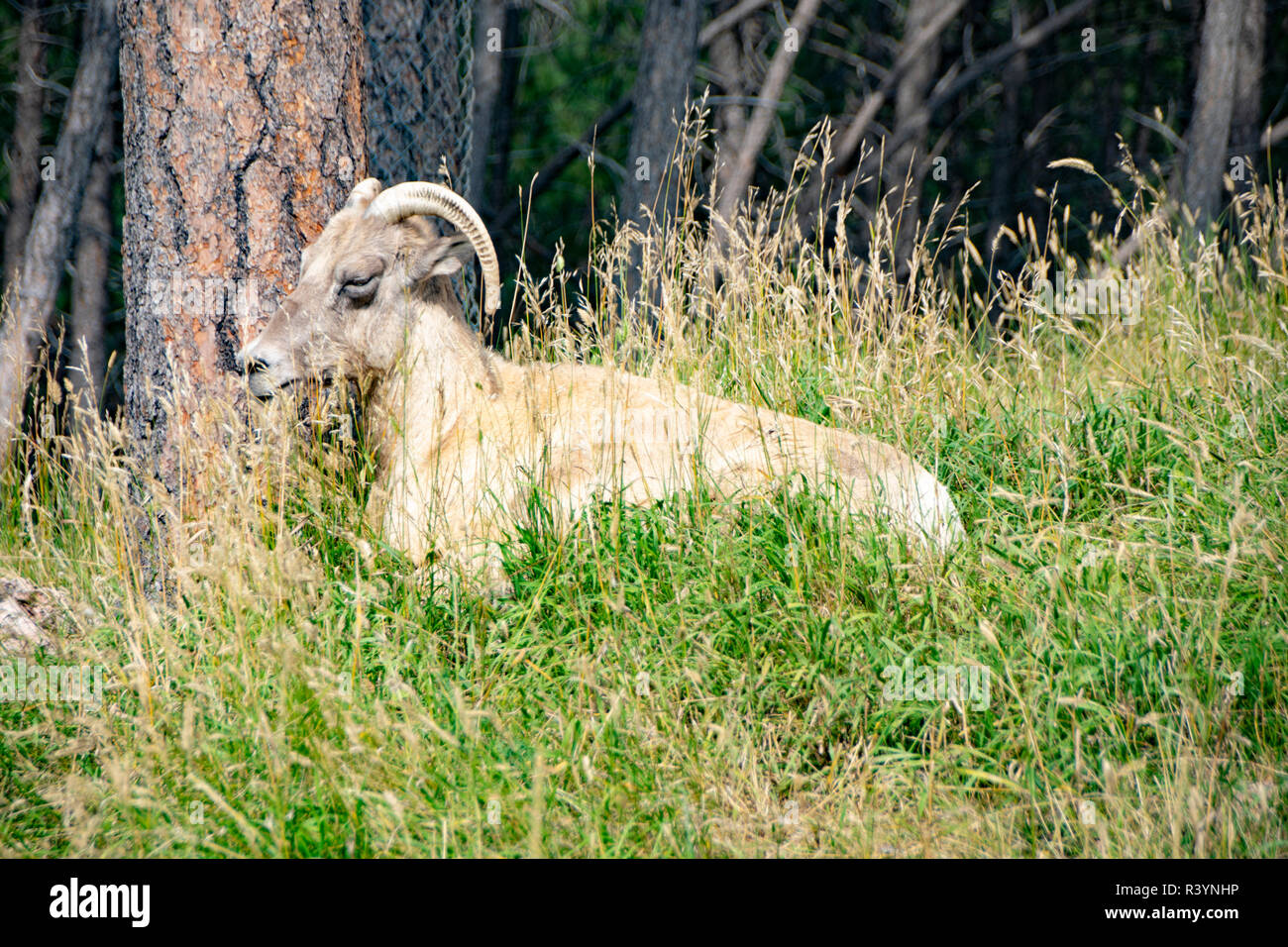 A billy goat lounges in the grass. Stock Photo