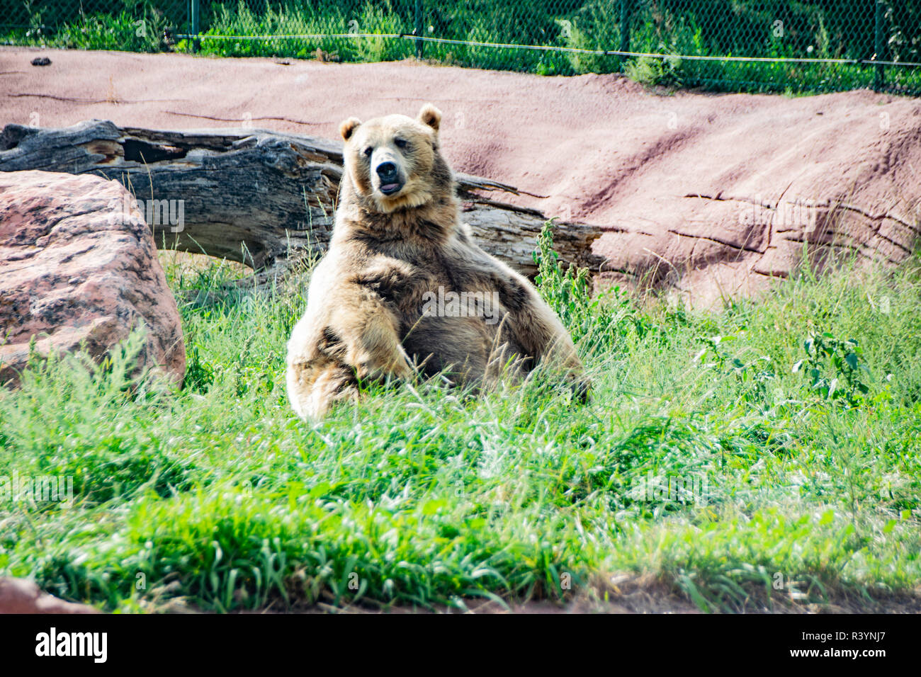 Ferocious grizzly bear hires stock photography and images Alamy