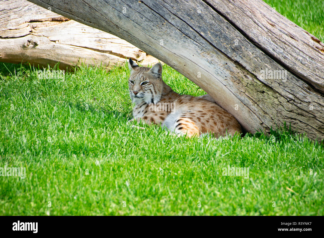 Brown bear tail hires stock photography and images Alamy