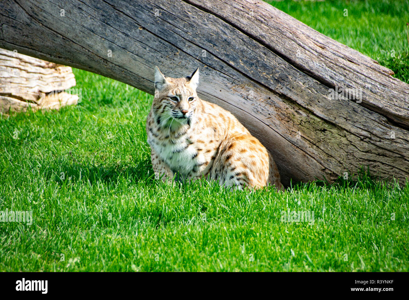 Bobcat at Bear Country, South Dakota. Stock Photo