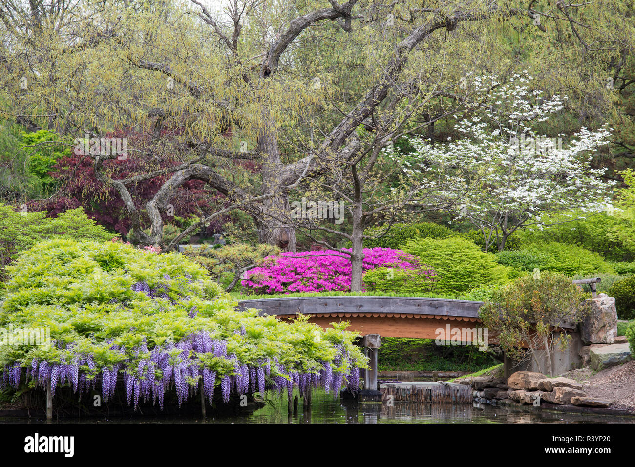 Japanese Garden in spring, Missouri Botanical Garden, St. Louis, Missouri Stock Photo