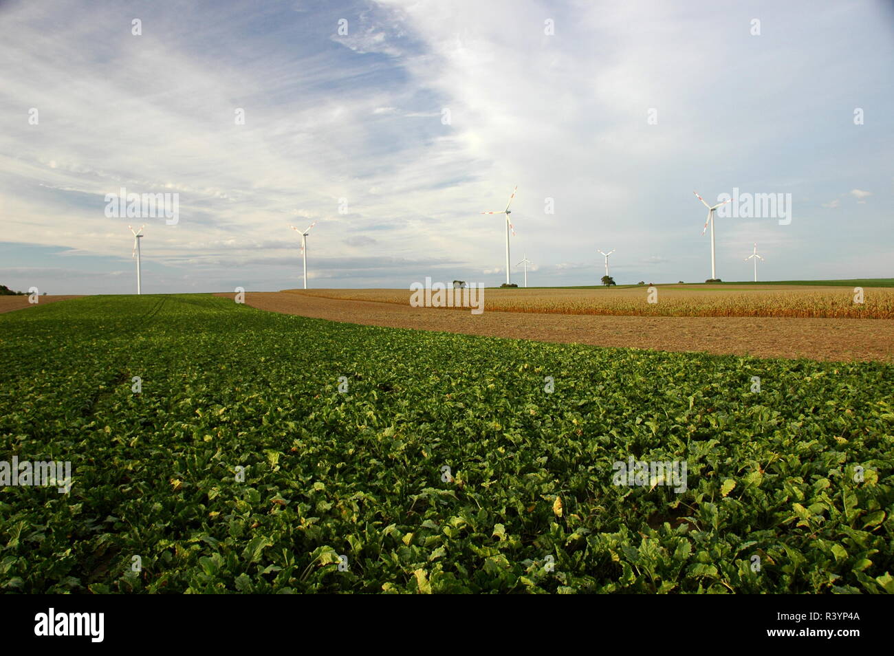 beet cultivation in the southern palatinate Stock Photo