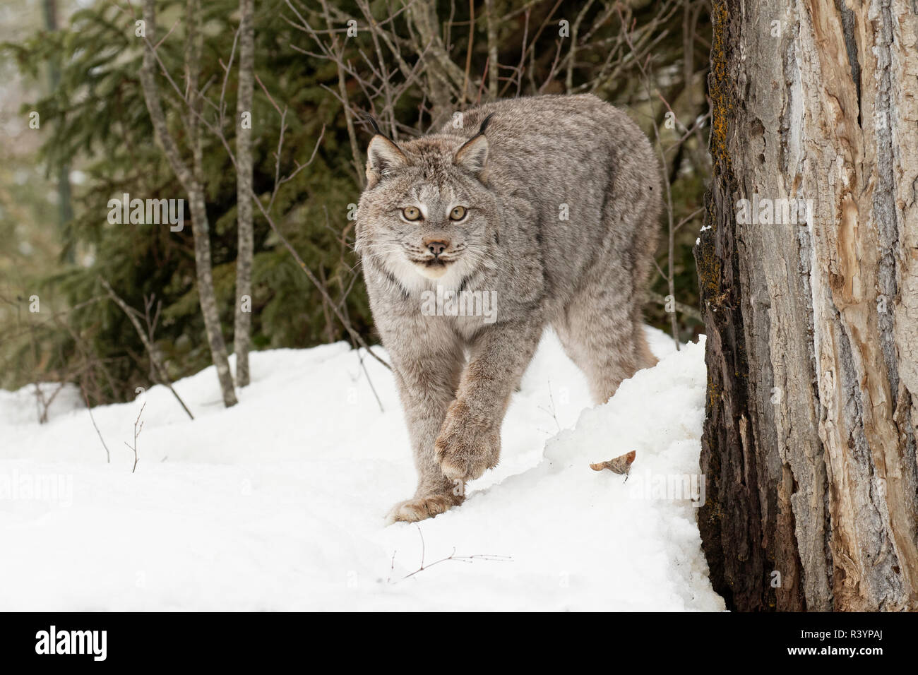 Captive Canada Lynx or Canadian Lynx in winter, Montana. Lynx canadensis, Felidae Stock Photo