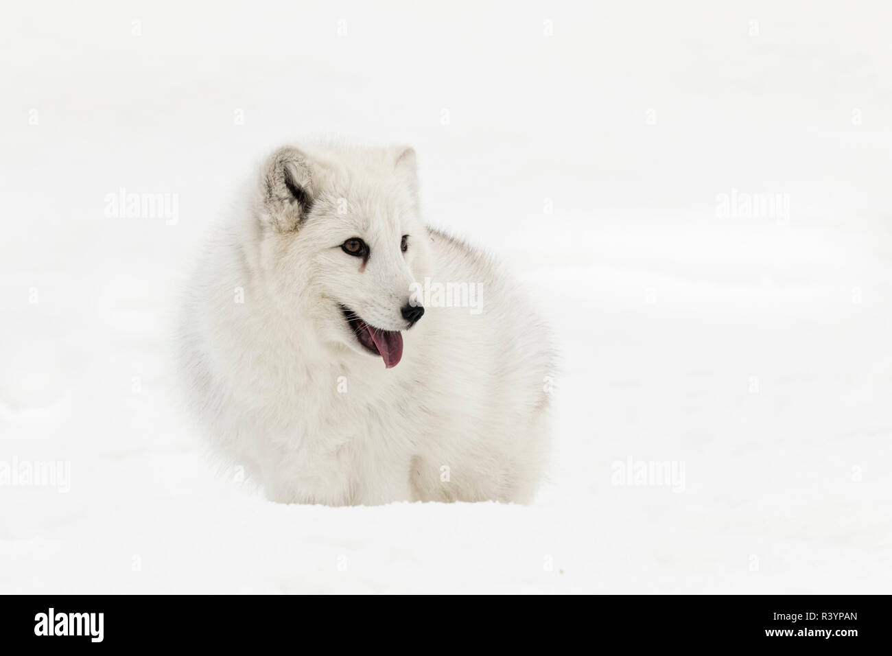 Captive Arctic Fox in snow, Montana, Vulpes Fox, native to Arctic