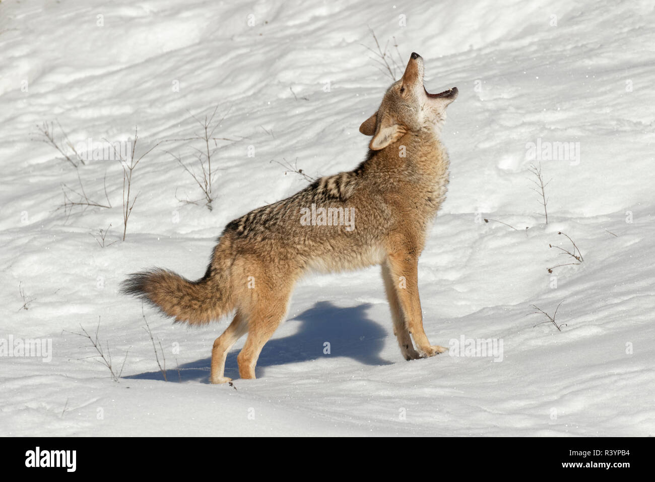 howling Archives - Montana Wild, image size:1300x956