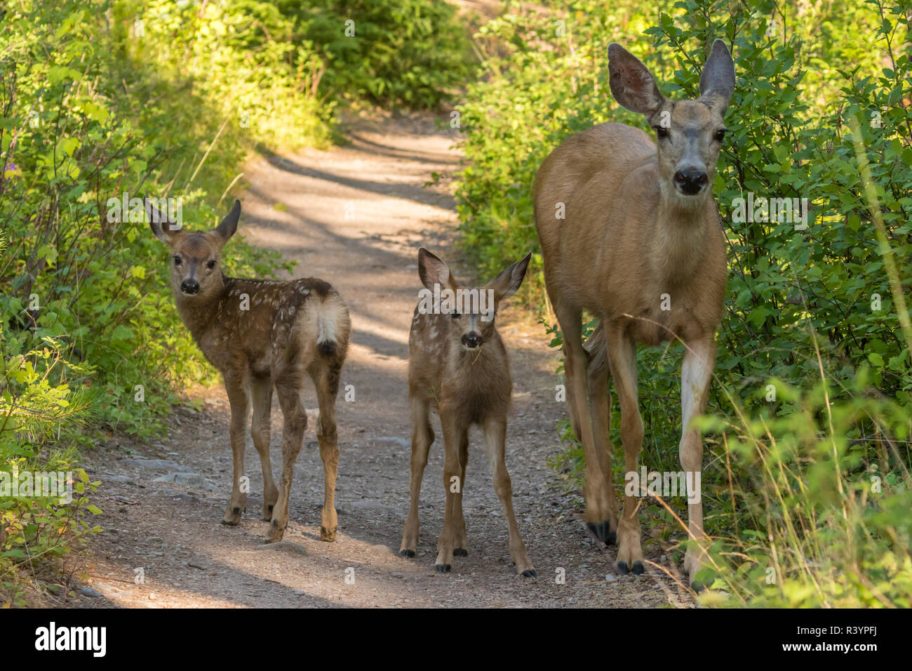 USA, Montana, Glacier National Park. Mule deer fawns and mother on dirt road. Stock Photo
