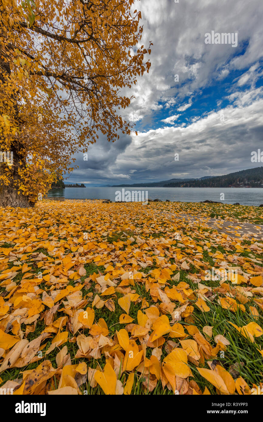 Leaves from a cottonwood tree turn yellow in autumn along Flathead Lake