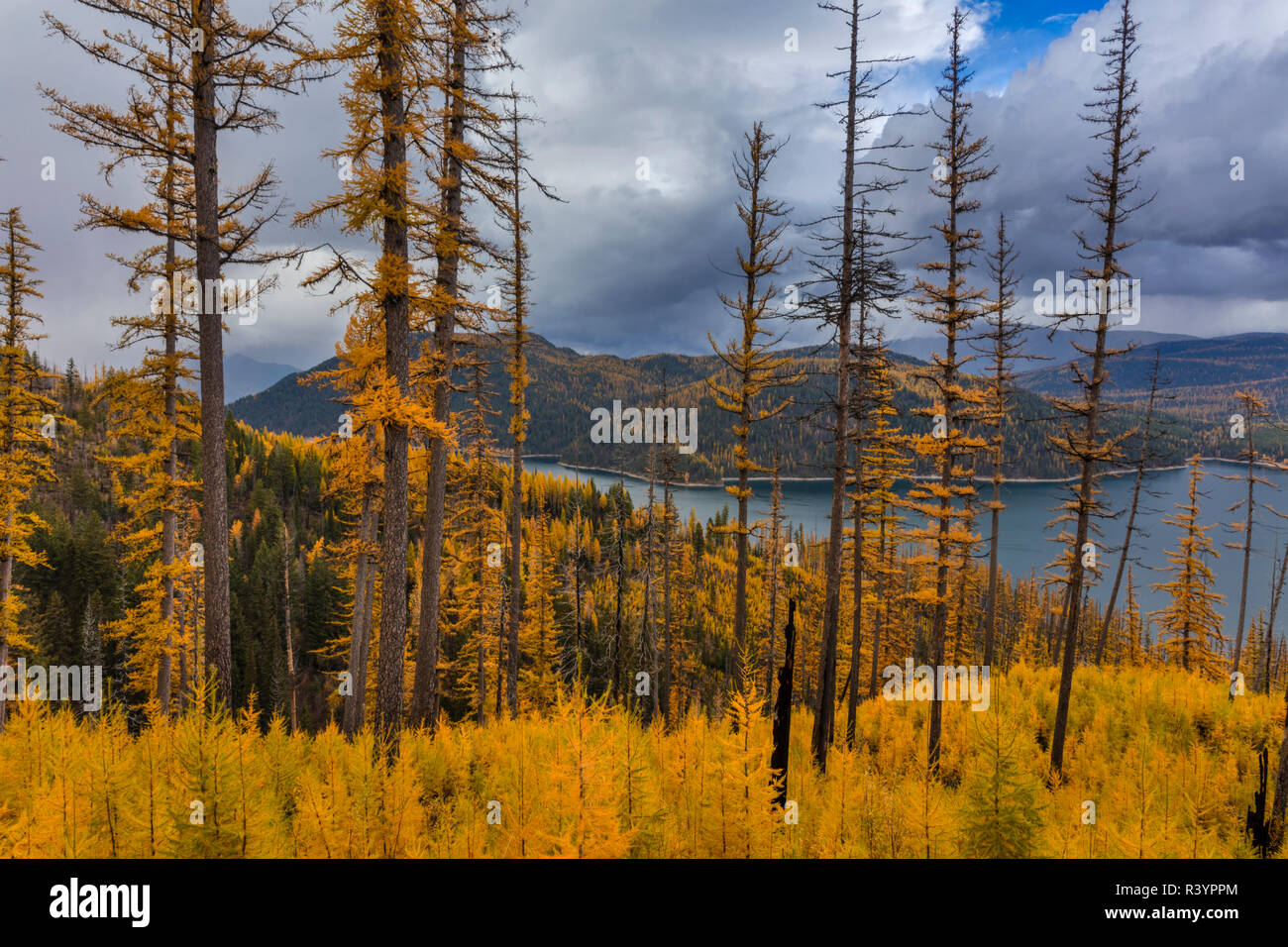 Peak fall color from tamarack trees above Hungry Horse Reservoir in the Flathead National Forest, Montana, USA Stock Photo