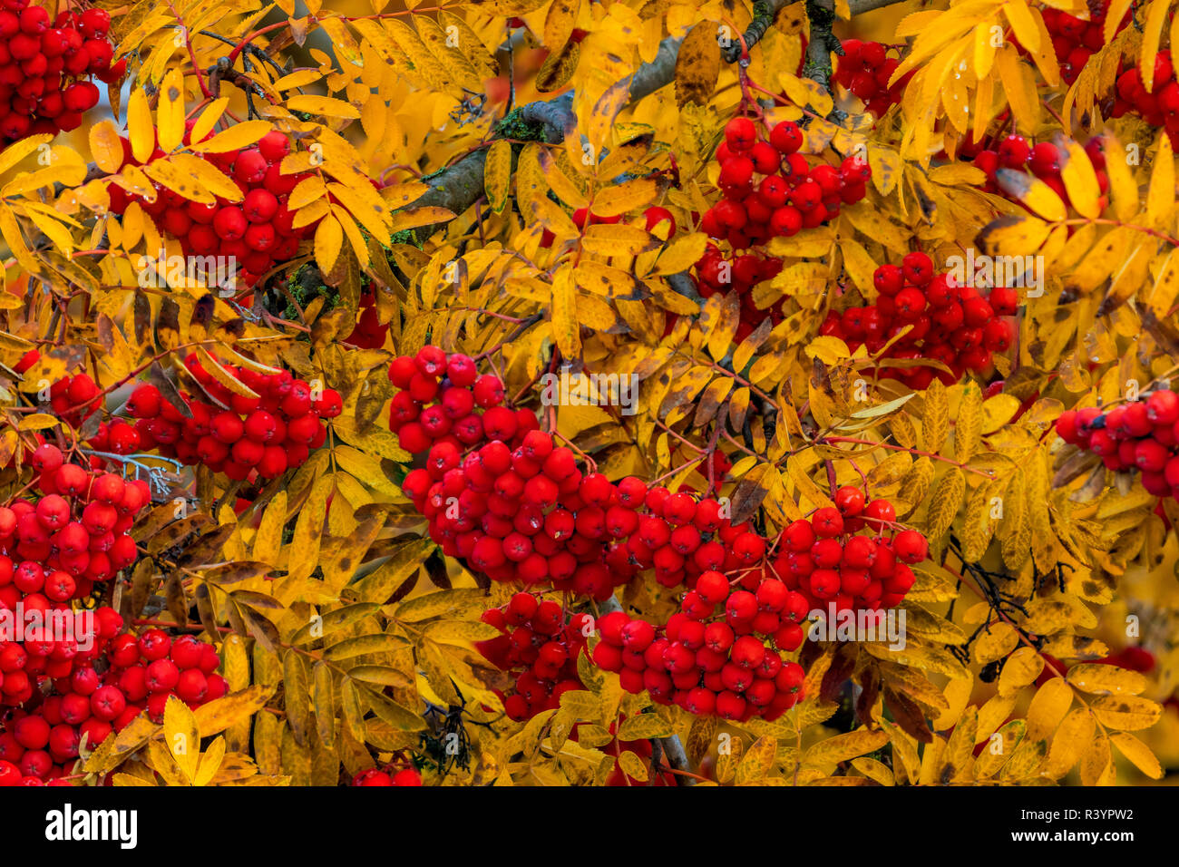 Mountain Ash Tree In Vibrant Fall Colors In Whitefish Montana USA mountain-ash-tree-in-vibrant-fall-colors-in-whitefish-montana-usa