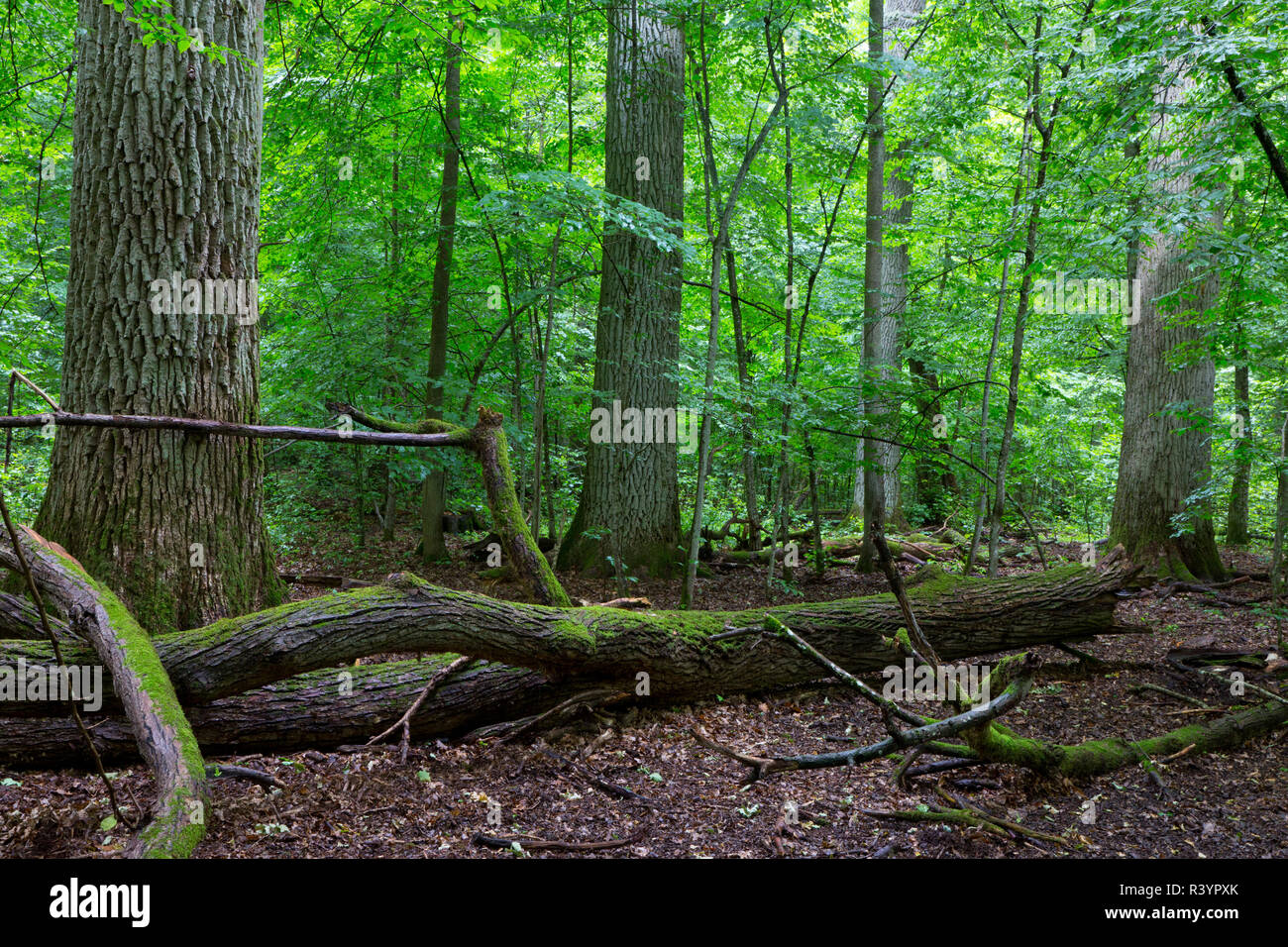 Primeval forest huge old hi-res stock photography and images - Alamy