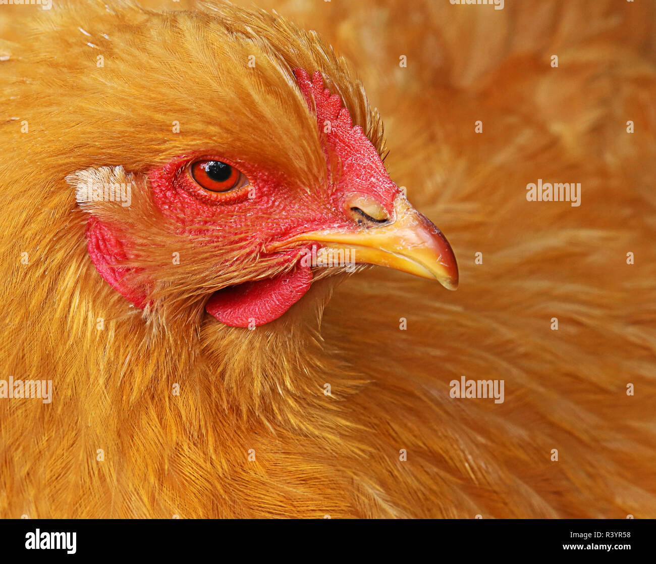China and cochinchina hires stock photography and images Alamy