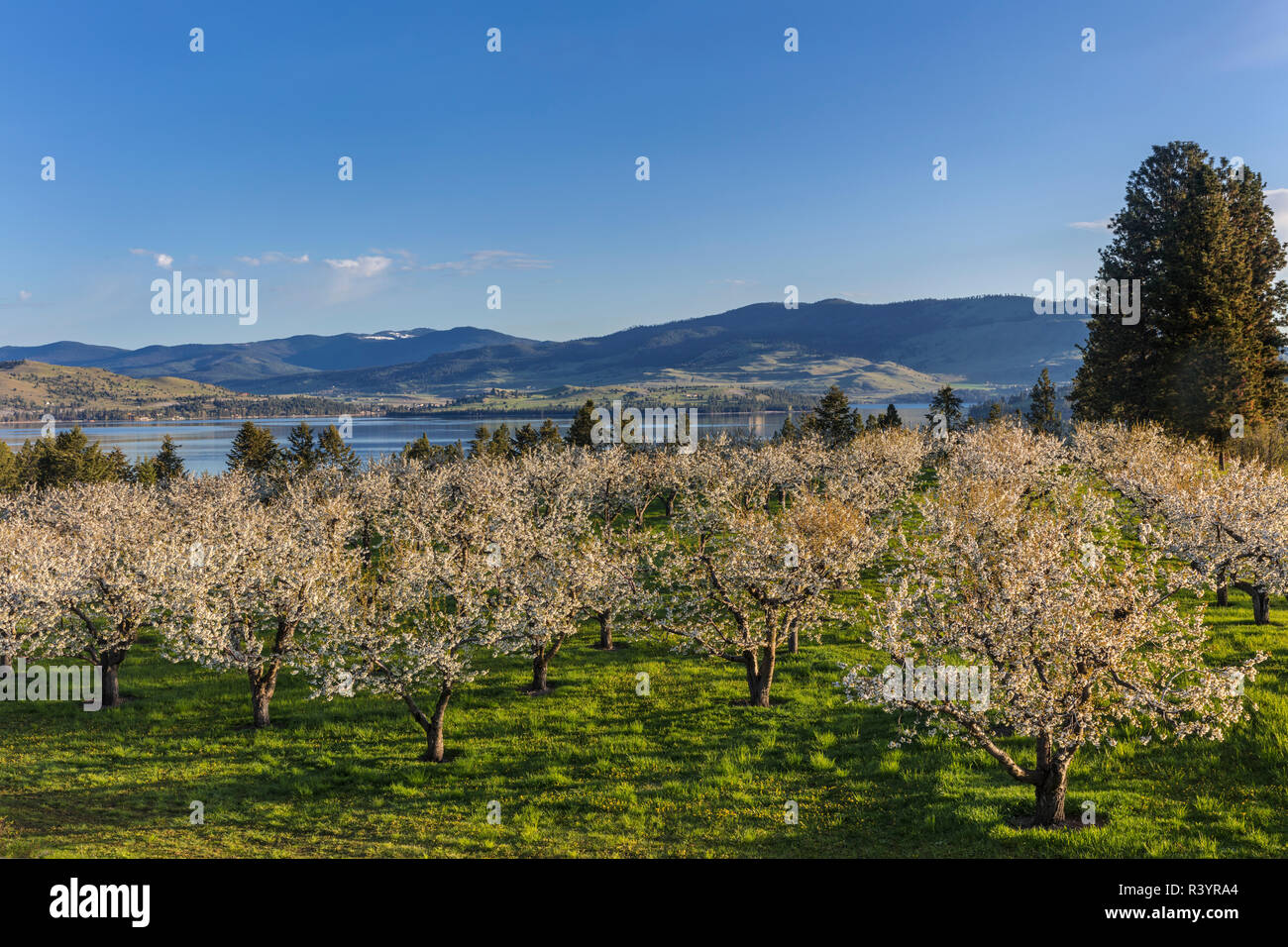 Flathead cherry hires stock photography and images Alamy