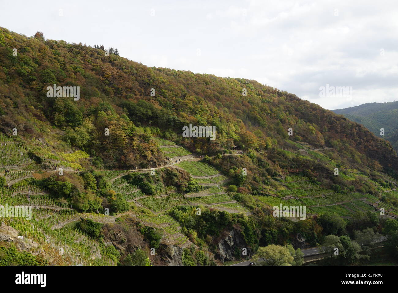 Vineyards in the Ahr valley Stock Photo