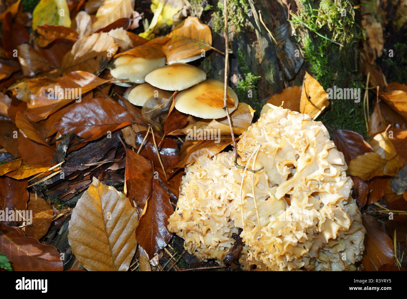 Cauliflower fungus and other mushrooms on rotten wood Stock Photo