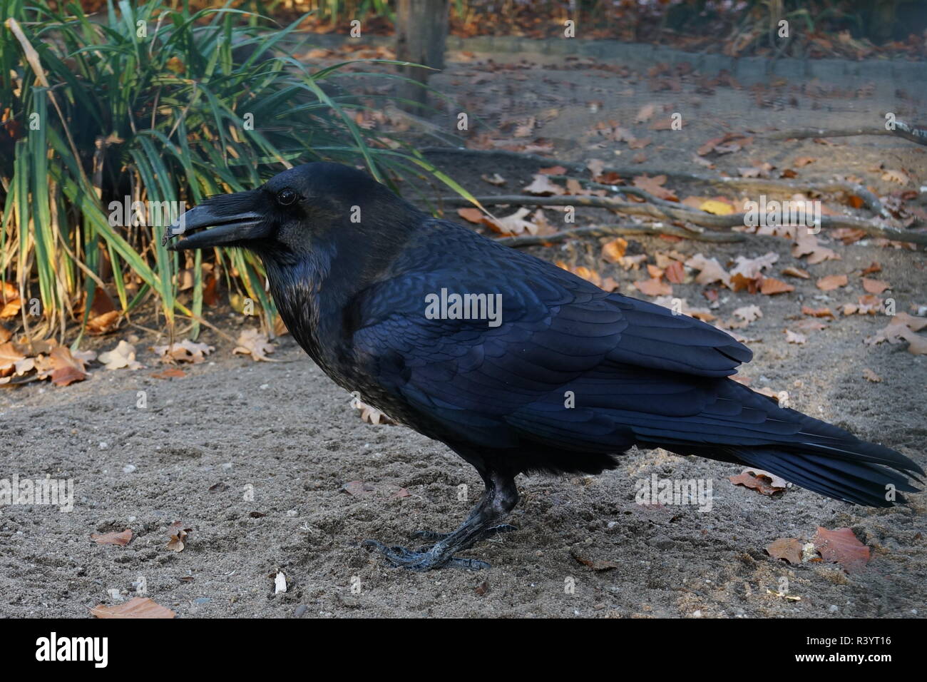 Raven sitting on sandy ground Stock Photo