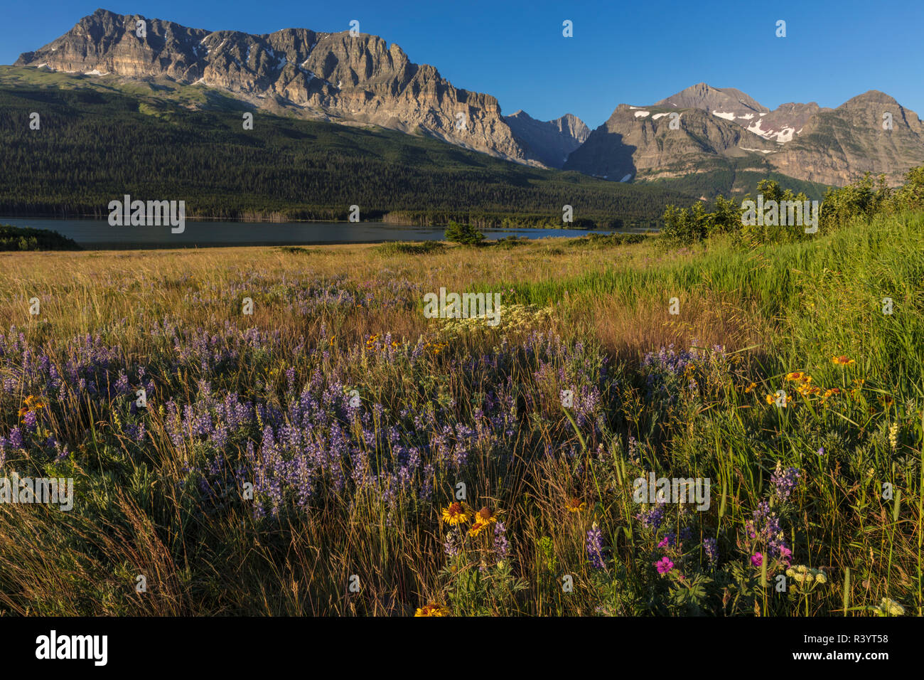 Wildflower meadow in the Many Glacier Valley of Glacier National Park ...