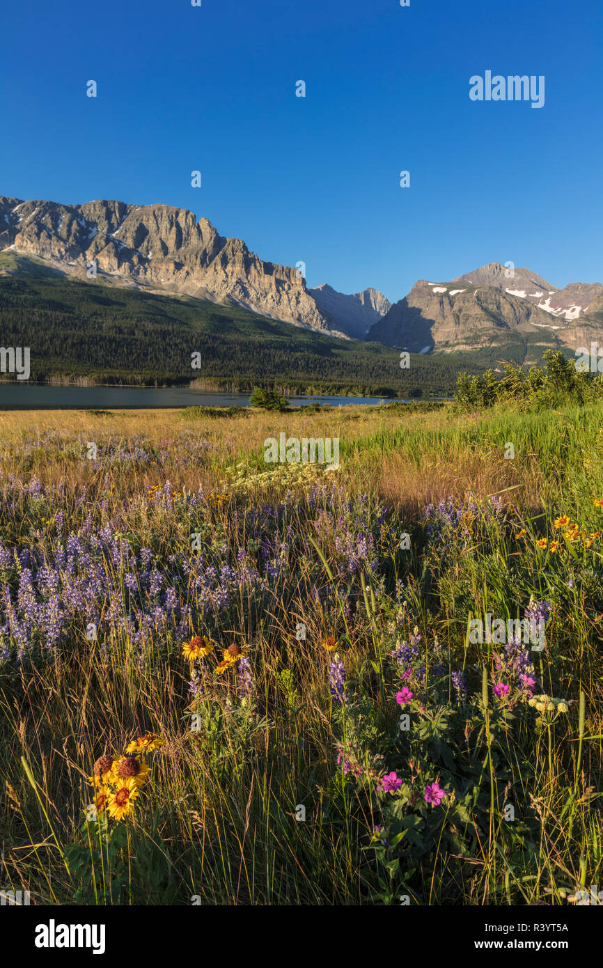 Wildflower meadow in the Many Glacier Valley of Glacier National Park ...